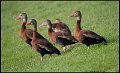 _7SB3629 black-bellied whistling ducks